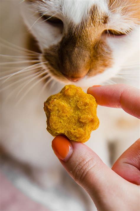 Healthy Homemade Pumpkin Cat Treats | Recipe | Homemade cat food, Cat ...