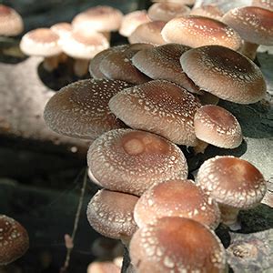 How to grow Shiitake Mushrooms on Logs Instructions