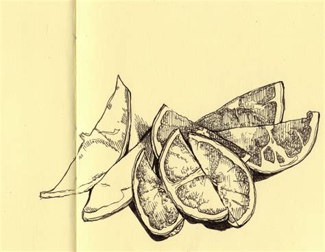 Grapefruit Drawing at PaintingValley.com | Explore collection of ...