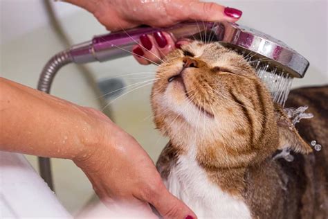 Cat Bathing: Do They Really Need It? | The Village Vets