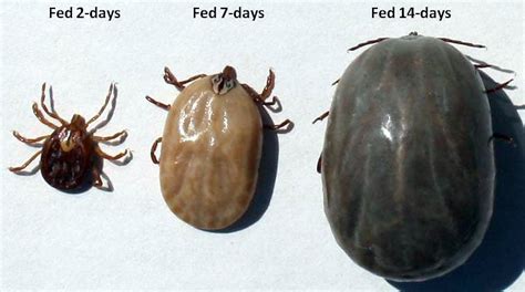 The growth of a tick in the span of two weeks. : r/MakeMeSuffer