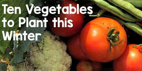 10 Easy Vegetables to Grow in Pots this Winter in Your Garden