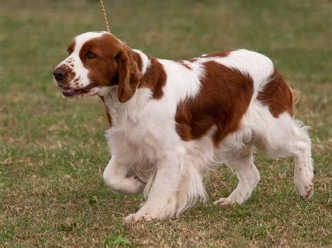 Irish Red and White Setter: Complete Dog Breed Guide