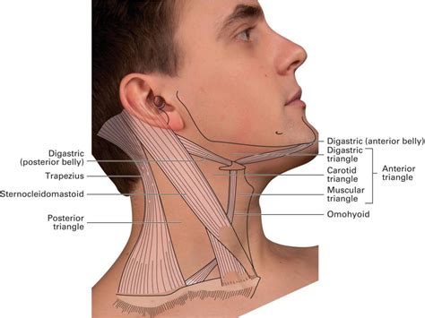 Triangles Of The Neck