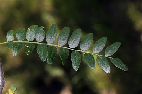 Vascular Plants of the Gila Wilderness-- Gleditsia triacanthos