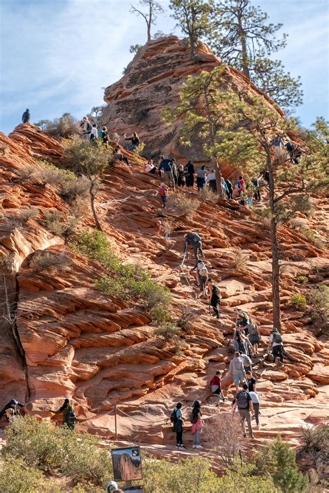 Want to hike Angels Landing in Zion National Park? Apply for your ...