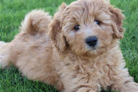 Hypoallergenic Friendly Dog Breeds | Incredible Things