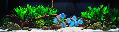 Discus Fish Tank Setup - Discus Fish Types