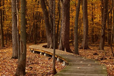 Free Images : nature, wilderness, branch, wood, hiking, trail, sunlight ...