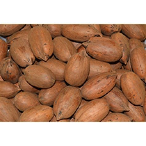 Pecans in the Shell - Pecans, Fancy Texas - NUTS BY THE POUND