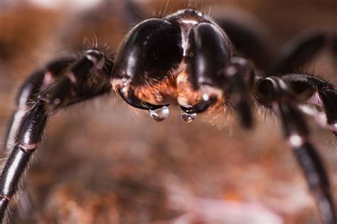 Funnel-web spiders: why they kill us, and other n - Sep 2020 - JCU ...