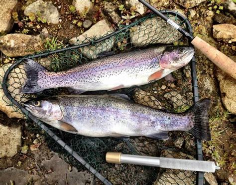 Trout Fishing: How-To Techniques and Tips to Catch More Fish - Best ...