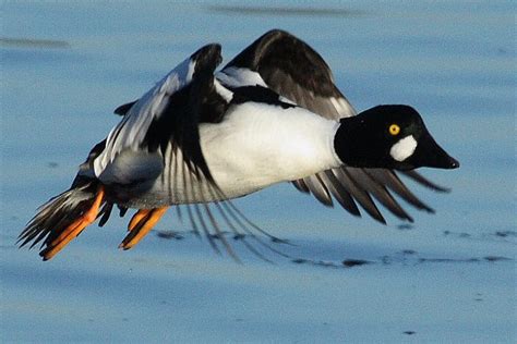 Goldeneye Duck - a photo on Flickriver