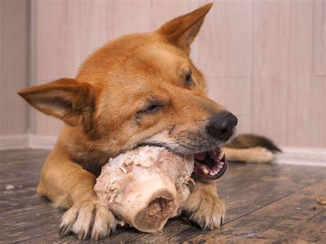 Can Dogs Eat Cooked Beef? Feeding Your Dog Beef Bones, Meat and More ...