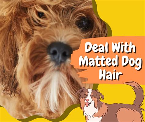 Matted Dog Hair: Tips for Grooming & Prevention