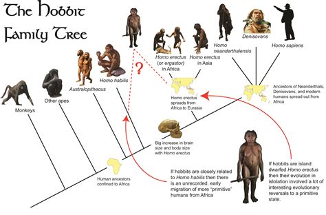 The Hobbit Family Tree | Evolucion, Ciencia