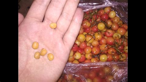 How To Plant Dwarf Cherry Tree Seeds