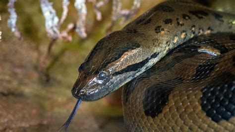 Green Anaconda - The Houston Zoo