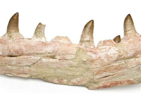 25" Mosasaur Jaw with Eleven Teeth - Morocco (#225340) For Sale ...