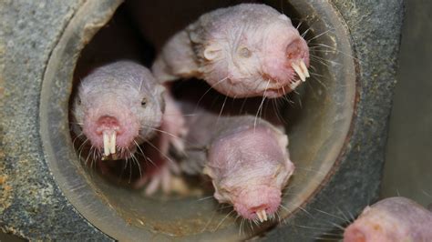 No Oxygen? The Naked Mole Rat Might Not Care - The New York Times