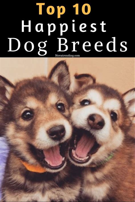 Top 10 Happiest Dog Breeds | Happy dogs, Dog breeds, Dogs