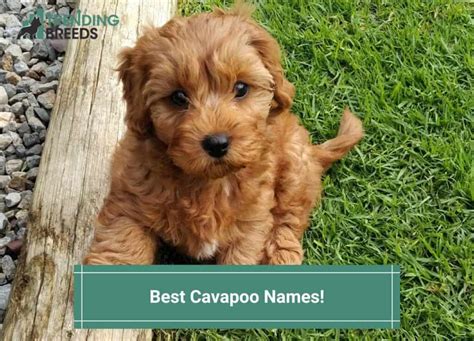 84+ Best Cavapoo Names! (2024)