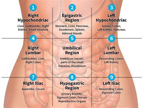 organs in left quadrant - Google Search | Medical knowledge, Basic ...