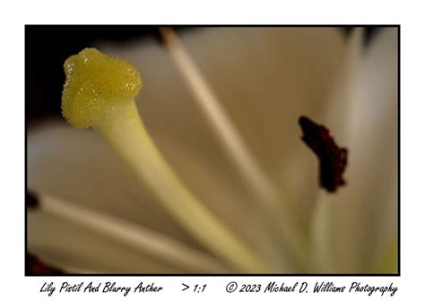 Lily Flower Macros: Lily Flower Macros Here is my first attempt at ...