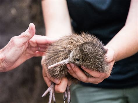 New Zealand's Kiwi Bird is in Danger of Disappearing | Reader's Digest