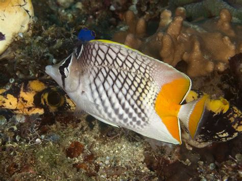 Pearlscale Butterflyfish | Bo Pardau | Flickr