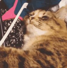 Sleepy Yawn GIF - Sleepy Yawn Yawning - Discover & Share GIFs