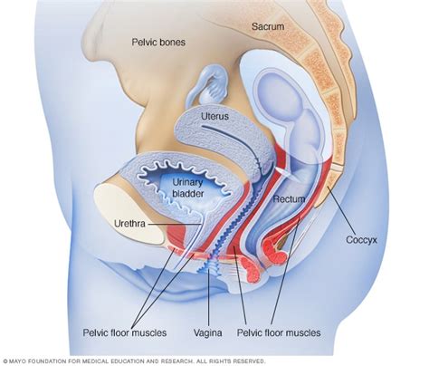 Female pelvic floor muscles - Mayo Clinic