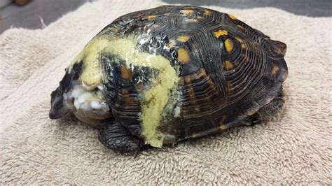 Shell Shocked: Turtle Shell Repair | The University of Illinois ...