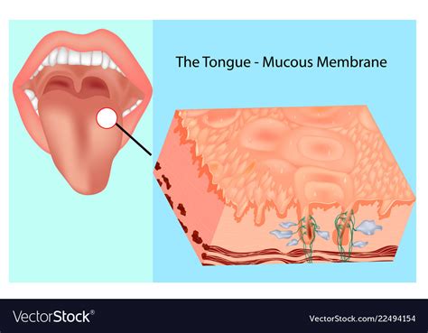 Oral mucous membrane Royalty Free Vector Image