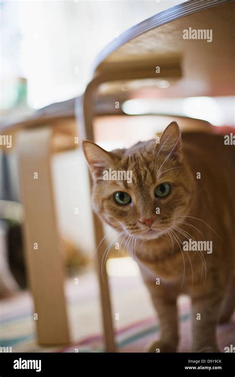 A cat under a table Stock Photo - Alamy