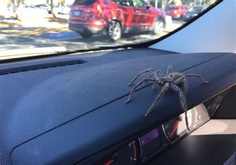 How to Stop Spiders Getting Into Your Car | GDL Automotive | Mechanic ...