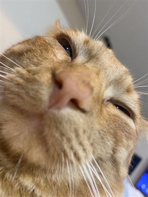 Just a cat taking a selfie 😂 #selfie #catselfie #funnycat | Katzen, Tiere