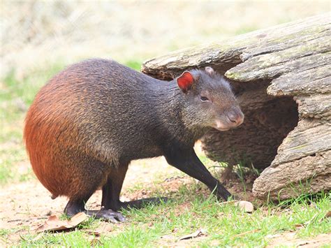 Agouti | Alexandria Zoo