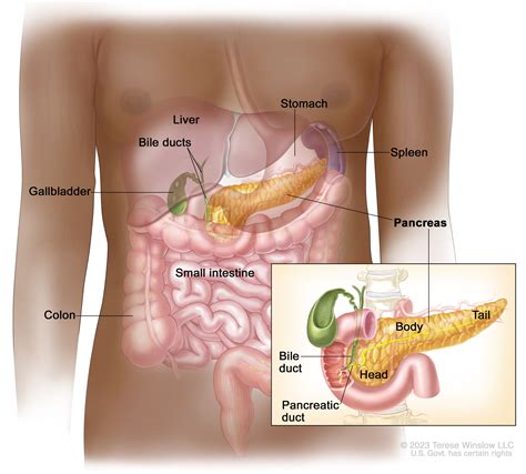 Pancreatic Cancer Treatment - NCI