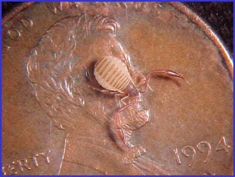 Hitchhiking Pseudoscorpions (Phoresy) | The Common Naturalist