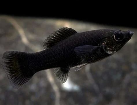 Black Molly Fishes at Rs 15/piece | Black Molly Fish in Kolkata | ID ...