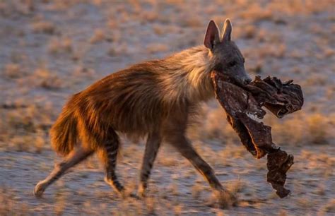 African Brown Hyenas » Kenya Safaris| Tanzania Safaris| 2020/21