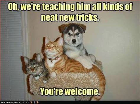 10 Funniest Dog and Cat Memes | Animal Hearted — Animal Hearted Apparel