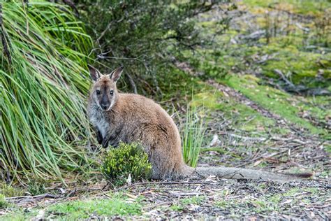 Best Places to See Wildlife in Tasmania - Happiest Outdoors