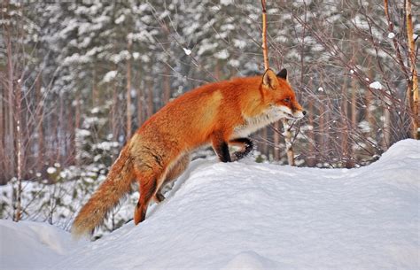 25 Perfectly Captured Photos Of Animals in Snow - Snow Addiction - News ...