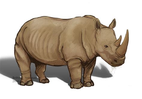 Rhino Sketch by ChasingDreams4 on DeviantArt