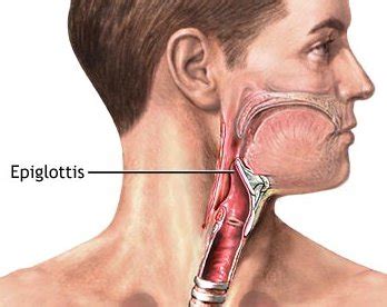 Epiglottis - Definition, Function, Location, Pictures and Problems