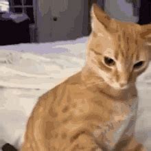 Cat Cat Meme GIF - Cat Cat Meme The Rock Sus Face - Discover & Share GIFs