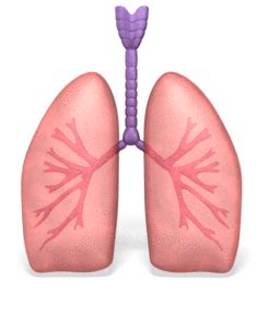 Human Lungs Breathing | 3D Animated Clipart for PowerPoint ...