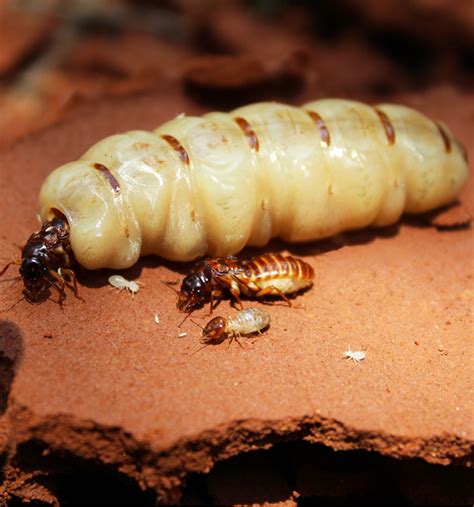 queen termite, only purpose is laying eggs. | Termites, Termite control ...